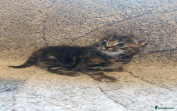 British Longhair cats for sale: Kittens for sale. - Image 5