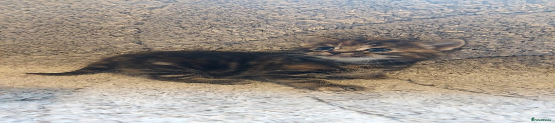 British Longhair Kitten 4