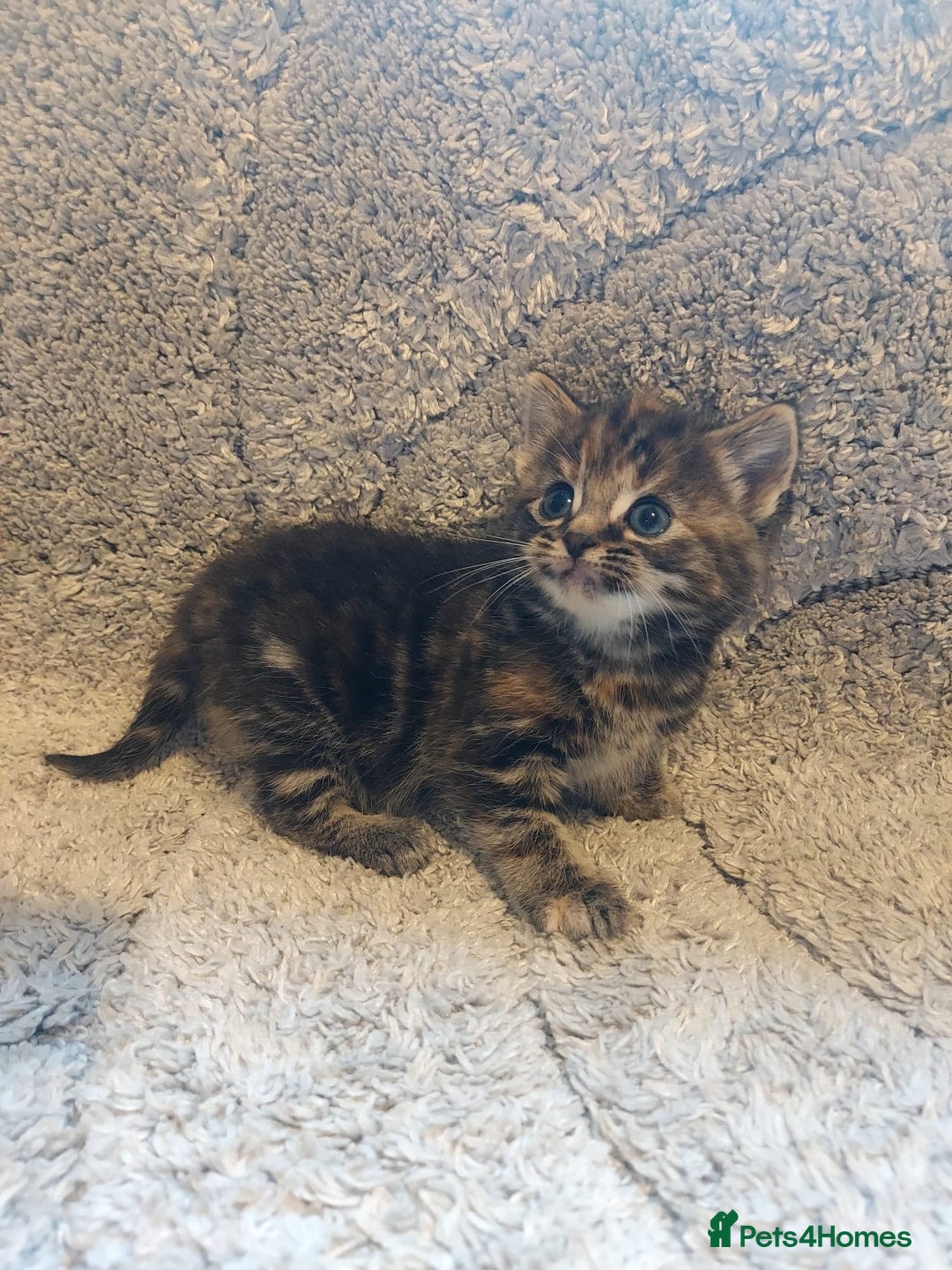 British Longhair cats for sale: Kittens for sale. - Image 5