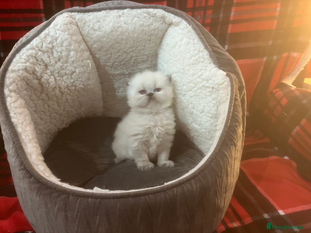 Persian cats for sale: 4 ADORABLE LITTLE CUTIE PIES, (READY 9TH JAN)  - Advert 8