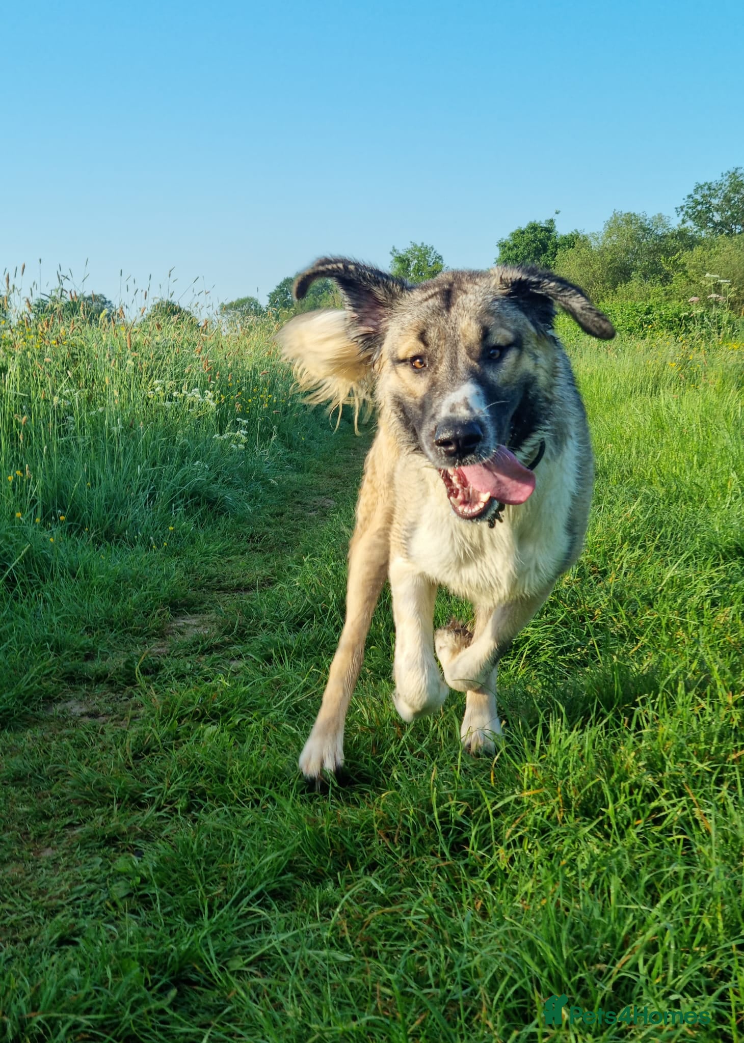 Mixed Breed dogs 🐾Tuke  - Advert 2