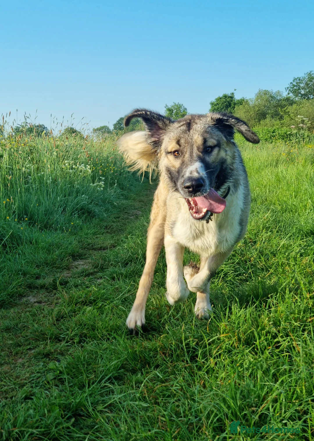 Mixed Breed dogs for adoption: 🐾Tuke  - Advert 1
