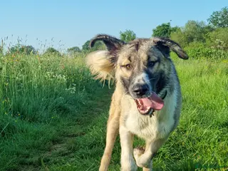 Mixed Breed dogs 🐾Tuke - Advert 1
