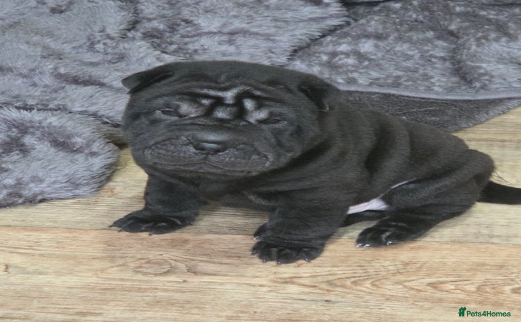 Shar Pei dogs ❤️ beautiful shar pei puppies ❤️ - Advert 1