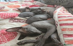 Sphynx cats for sale: Male Sphynx for sale - Image 3