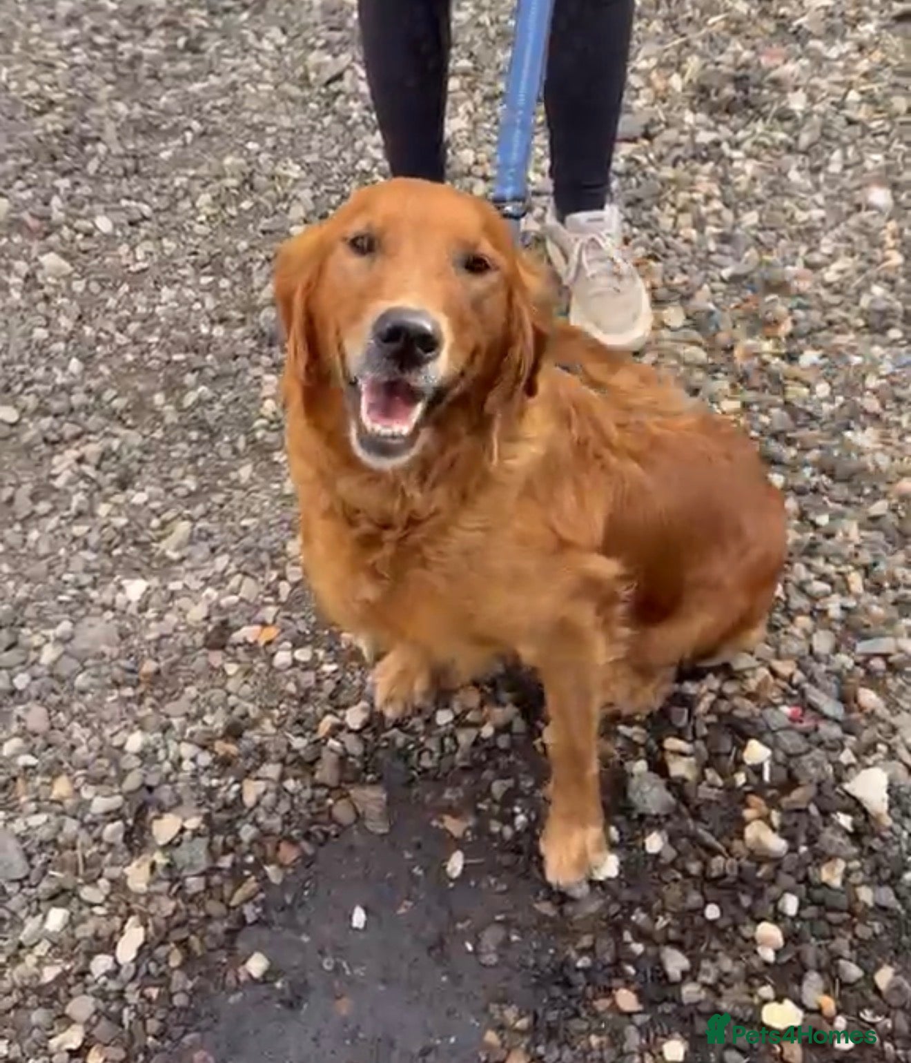 Golden Retriever dogs KC Registered Red Golden retriever  - Advert 2