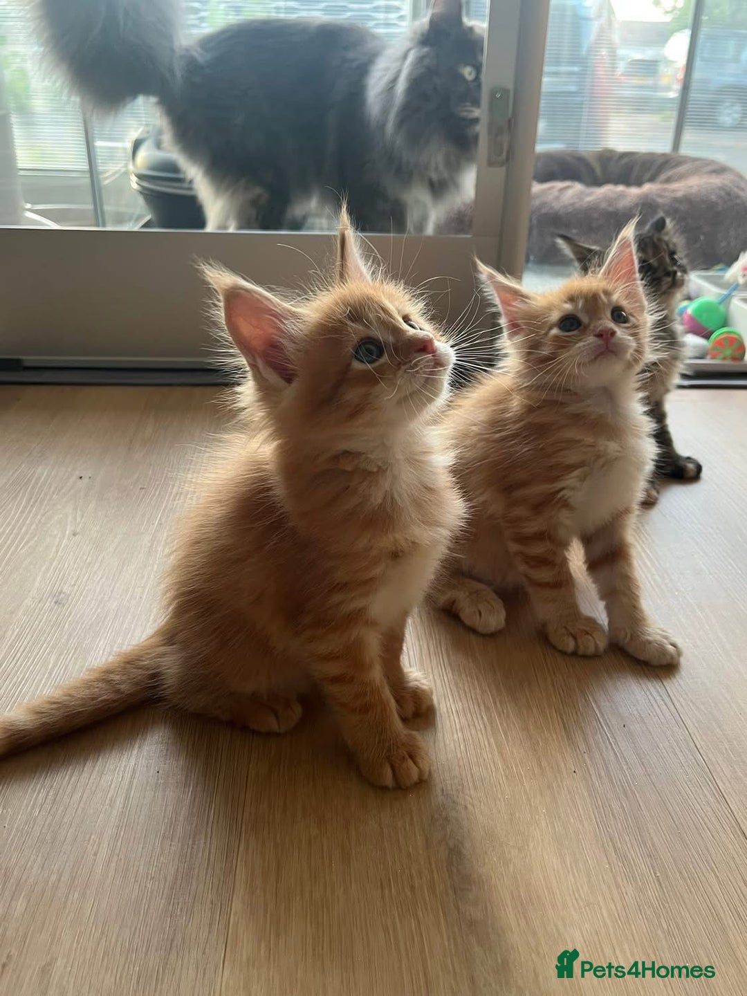 Maine Coon cats for sale: GCCF Registered Maine Coons Ready 16th August  in Banbury - Image 24