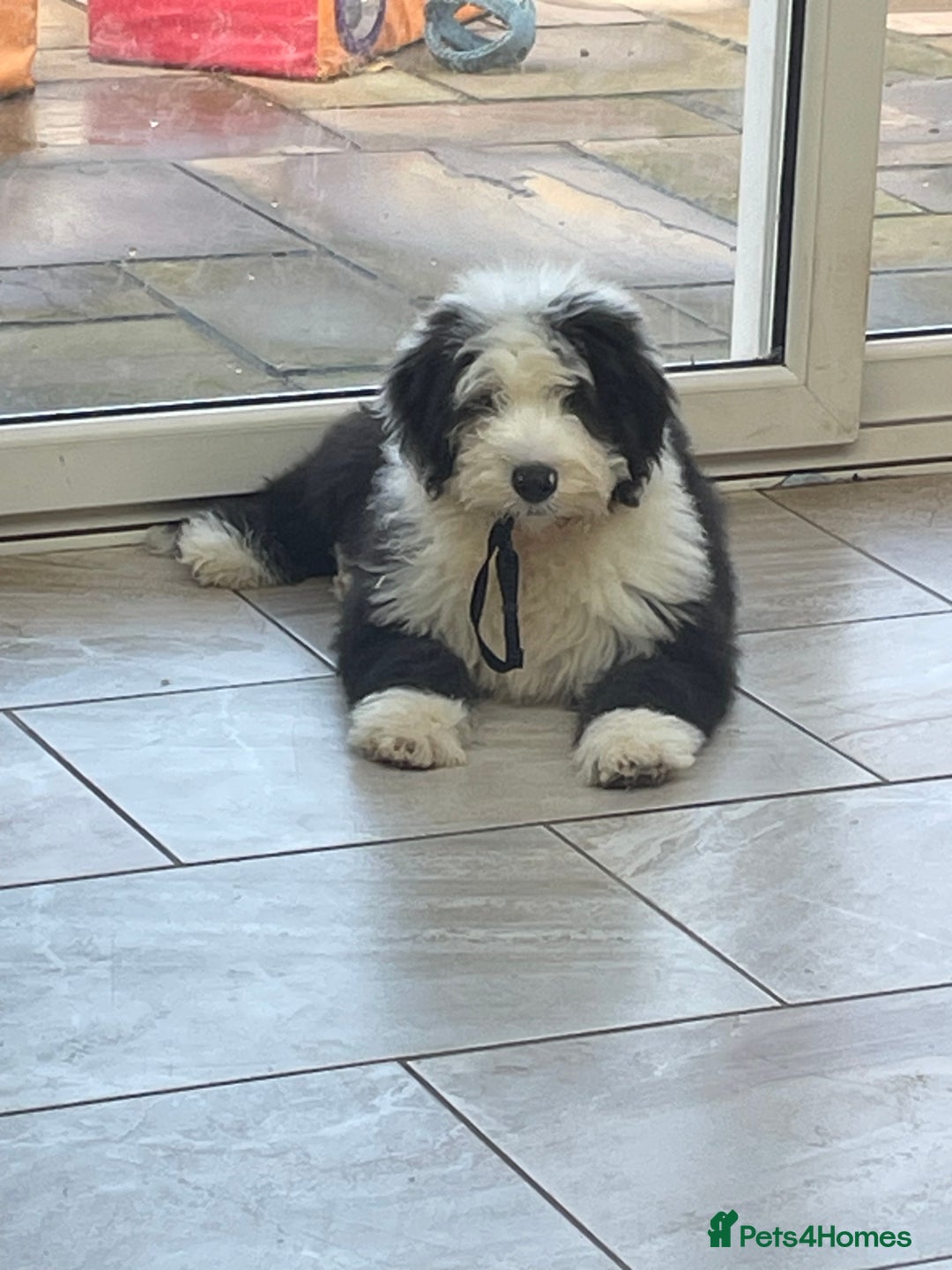 Old English Sheepdog dogs for sale: Old English sheep dogs kc  - Advert 1