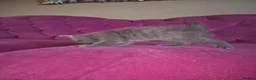 Mixed Breed cats for sale: 4 male kittens READY NOW - Advert 17