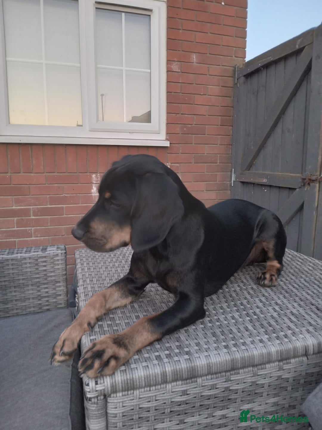 Mixed Breed dogs for sale: Cockador 8 months old - Image 2