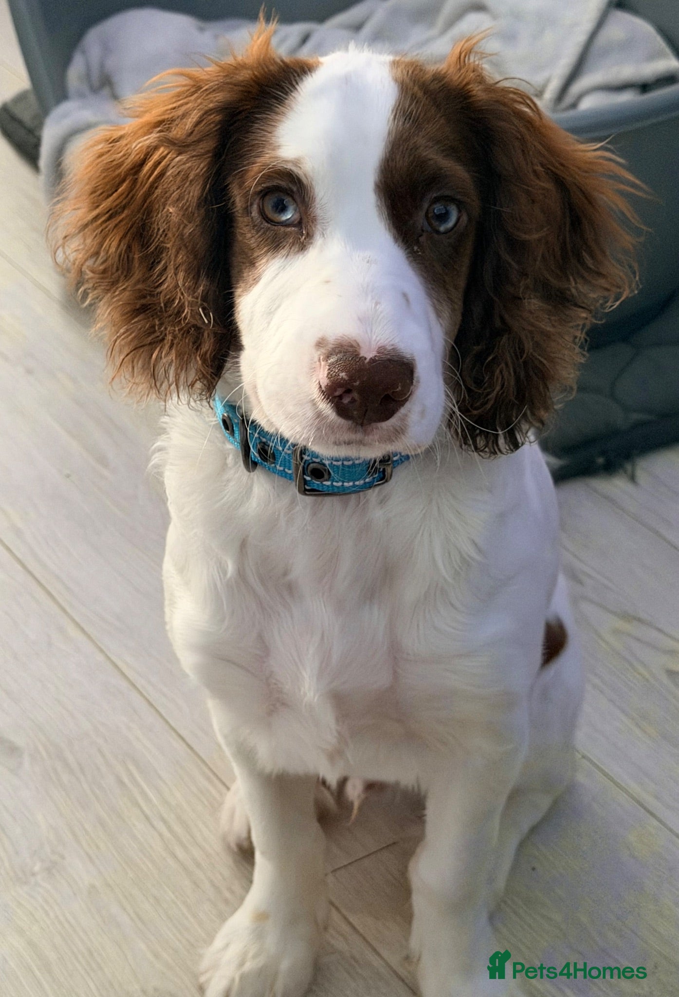 Sprocker dogs 6 month old sprocker - Advert 1