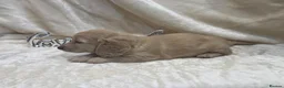 Miniature Dachshund dogs for sale: Stunning KC Long Haired Miniature Dachshund 🐶🐶 - Advert 31