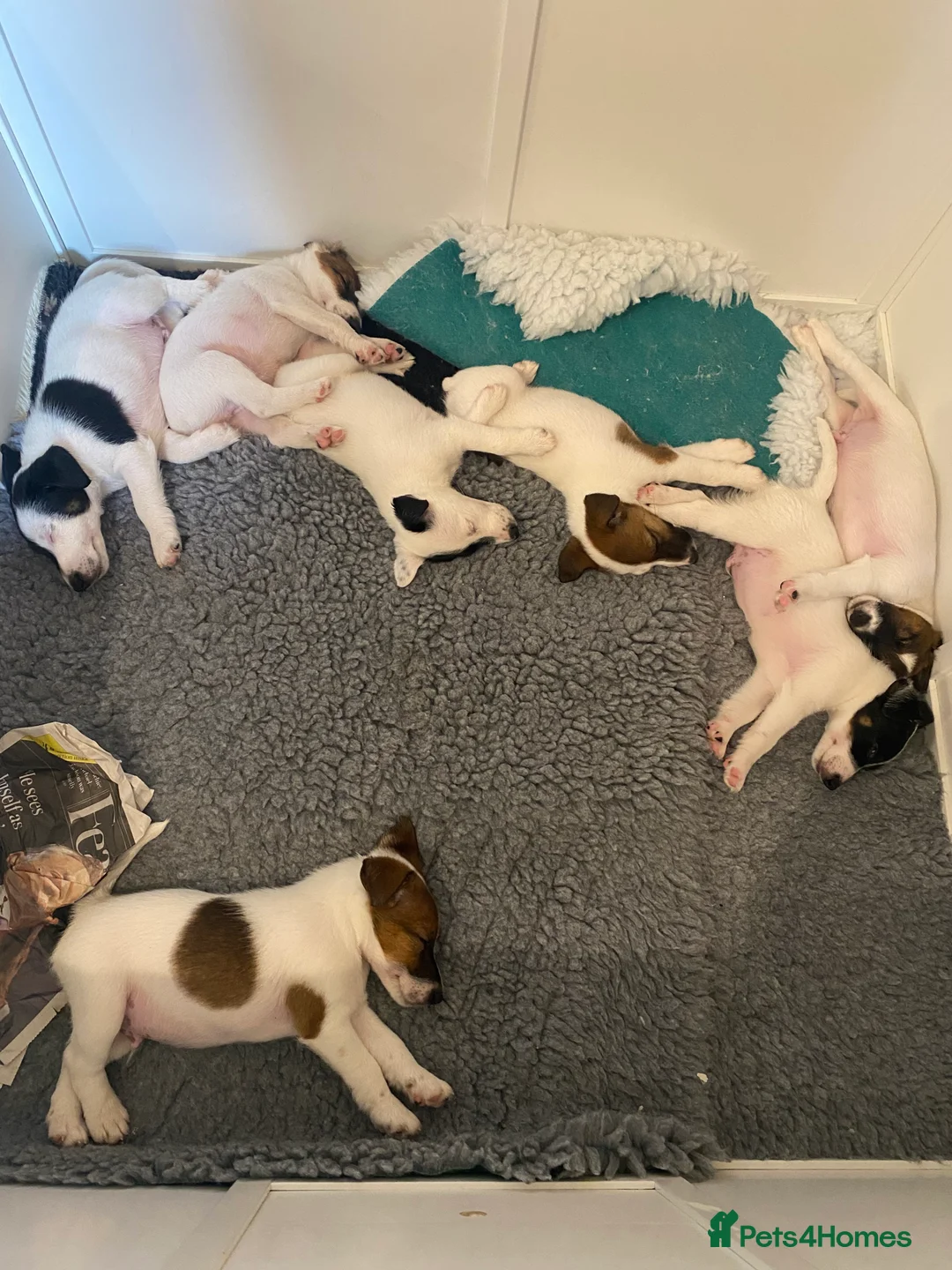 Fox Terrier dogs for sale: Smooth Fox Terrier beautiful home reared puppies   - Advert 12