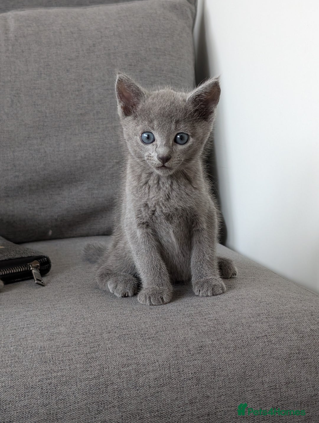 Russian Blue cats for sale: Russian blue babies looking for FOREVER homes - Image 25