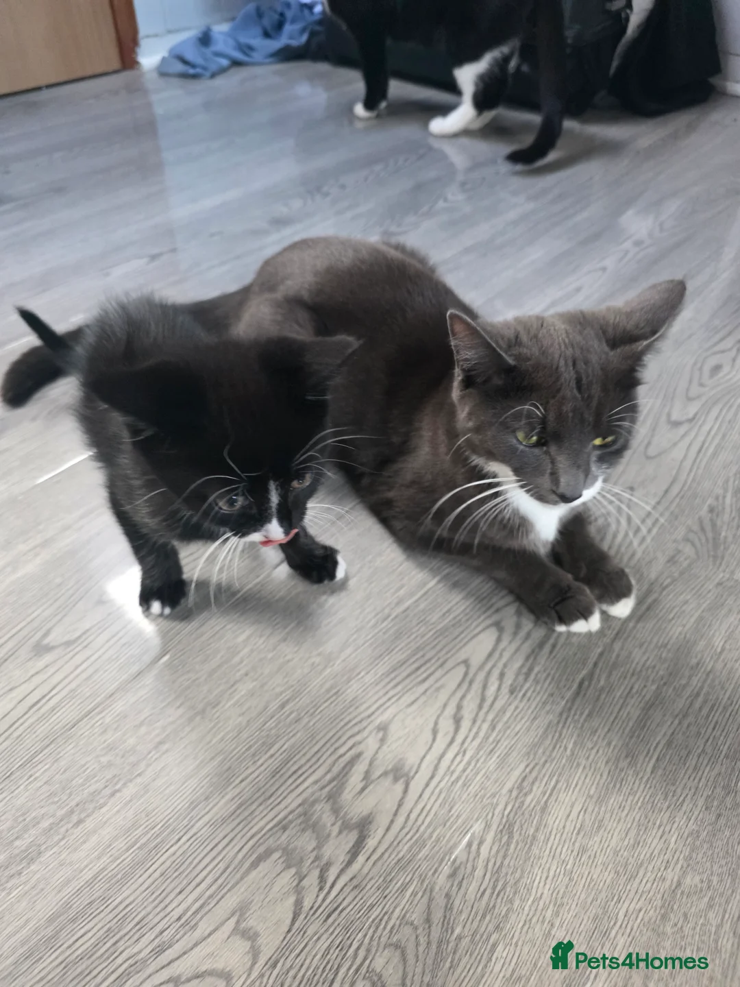Mixed Breed cats for sale: Male kitten in Southampton - Advert 2