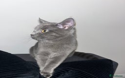 Russian Blue cats for sale: Russian Blue Kitten - Image 1