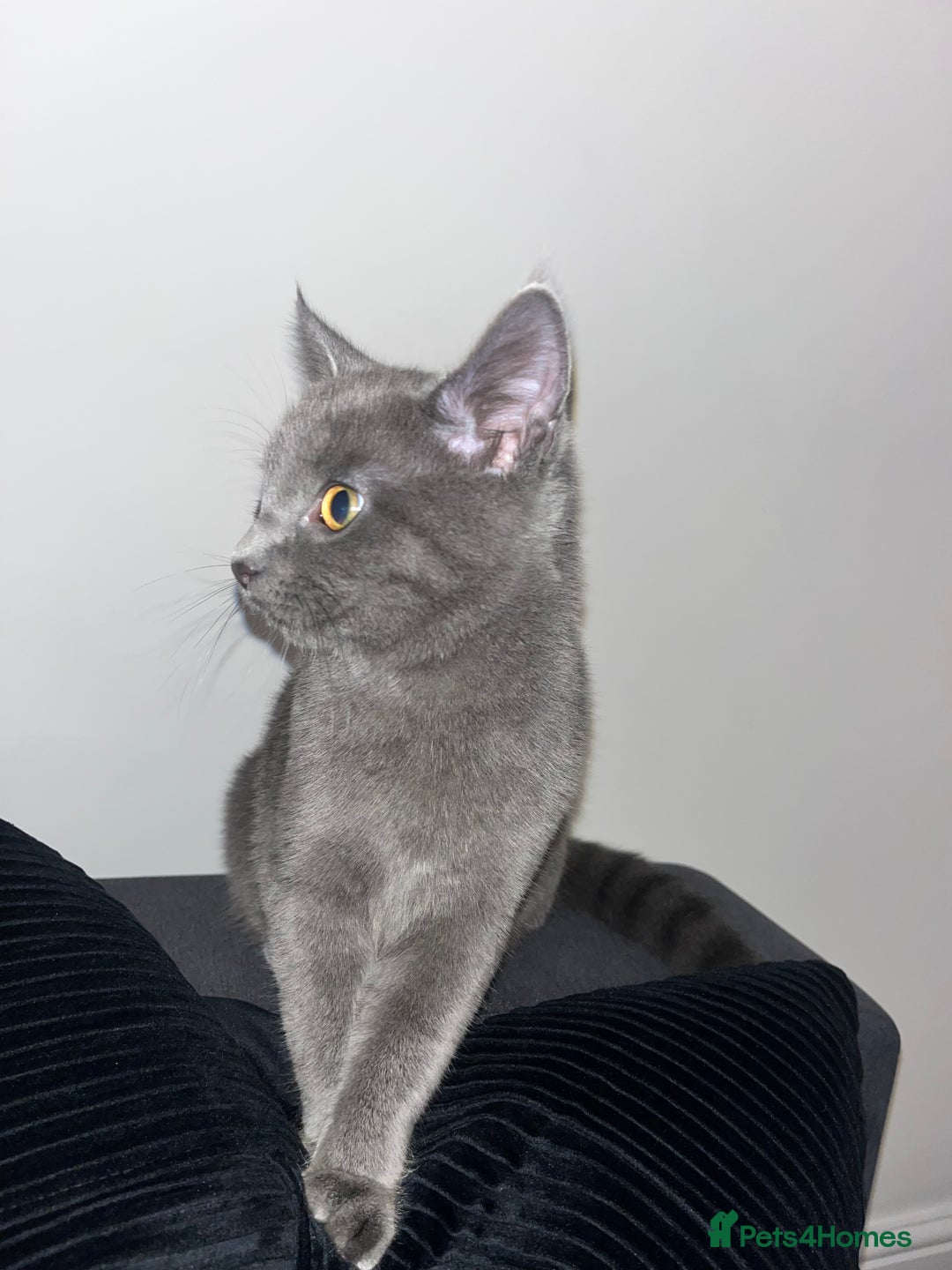 Russian Blue cats for sale: Russian Blue Kitten - Image 1