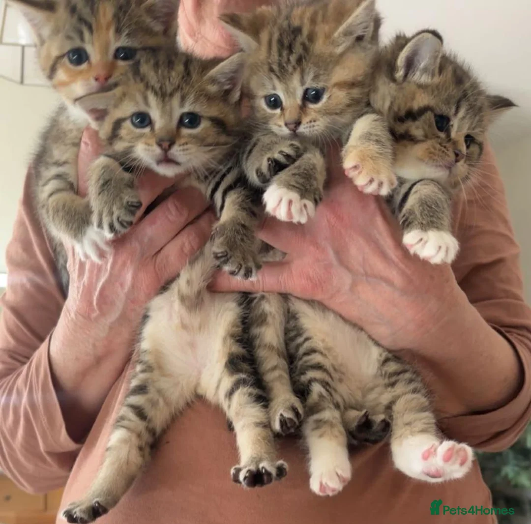 British Shorthair cats for sale: Stunning Kittachinos Golden BSH Tica registered - Advert 1