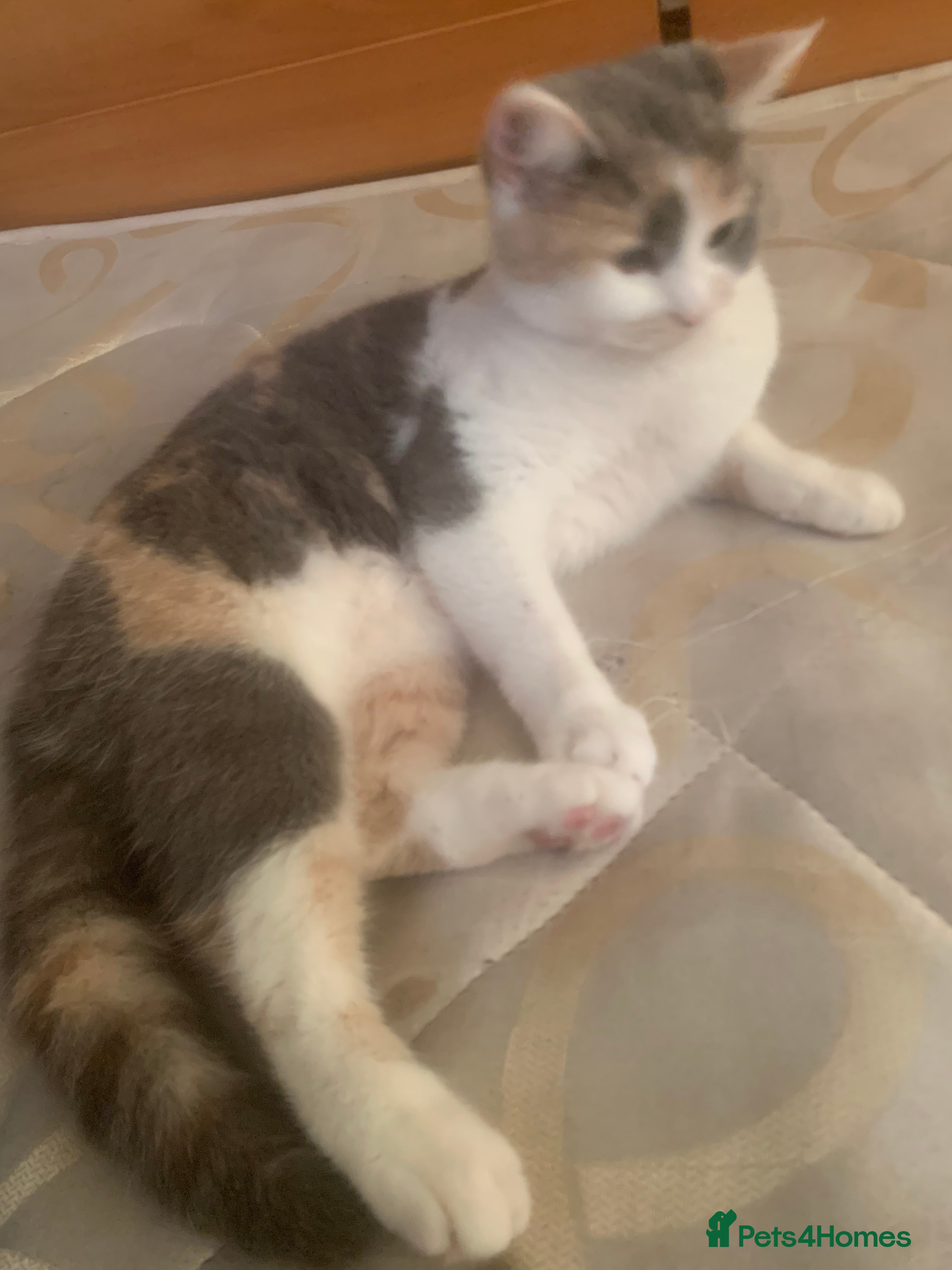 British Shorthair cats Cats for  in Luton - Advert 2