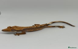 Gecko reptiles for sale: Crested Geckos ( can provide set up) in Upminster - Image 4