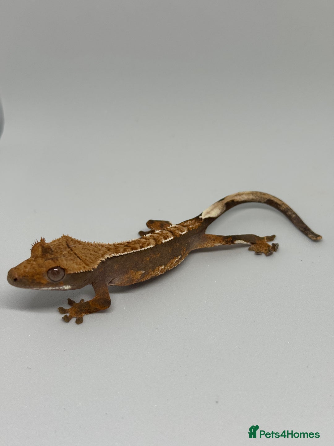 Gecko reptiles for sale: Crested Geckos ( can provide set up) in Upminster - Image 4