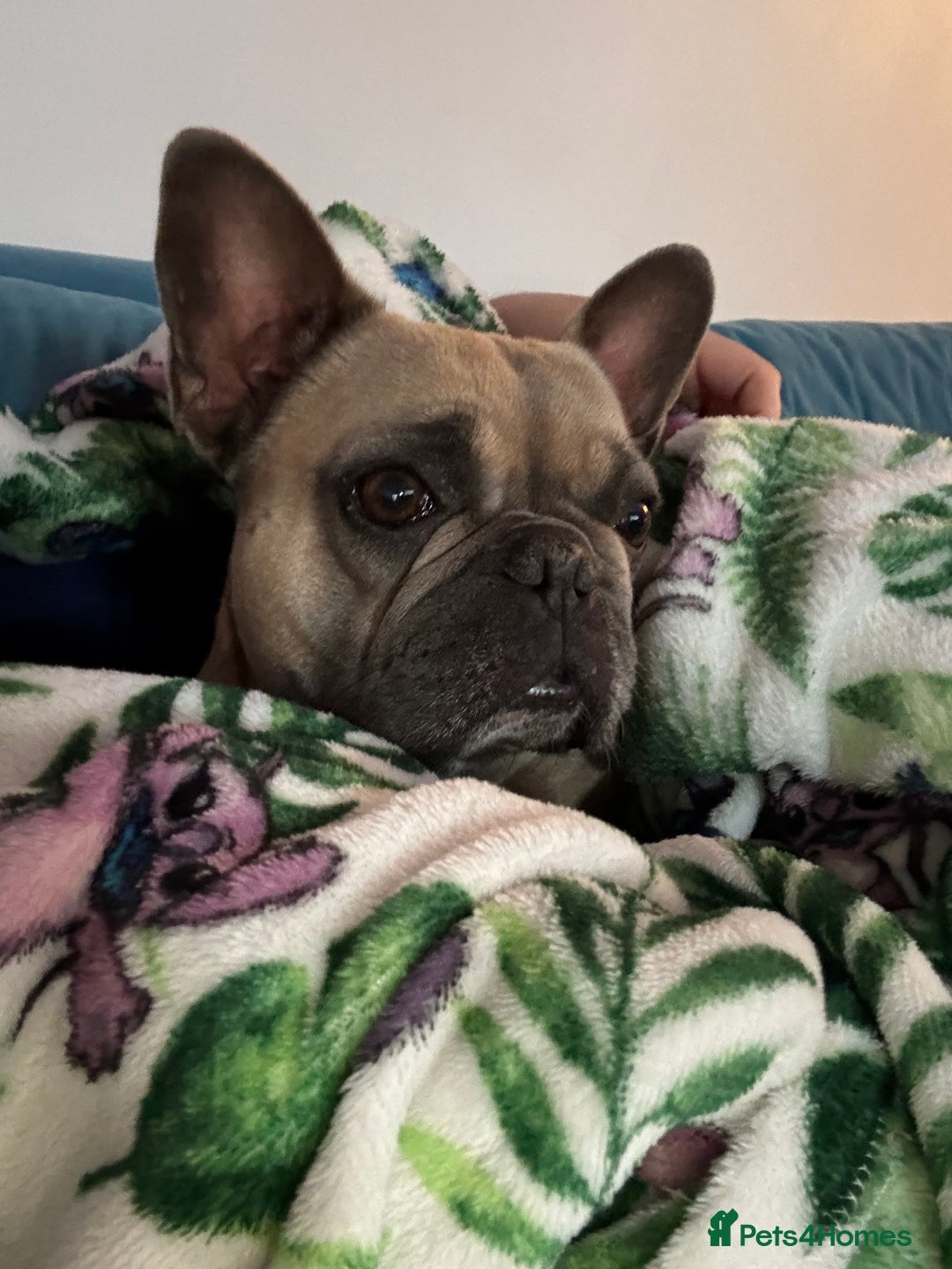 French Bulldog dogs for sale: Cuddle Bear Biscoff - Female French Bulldog - Image 3