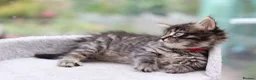 Mixed Breed cats for sale: Tabby Kittens Ready Soon - Advert 16