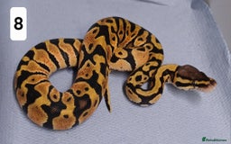 Python Snake reptiles for sale: Royal Python Morphs Males - Image 23