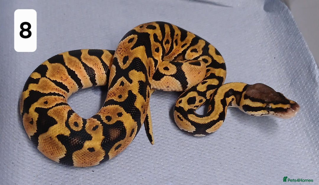 Python Snake reptiles for sale: Royal Python Morphs Males - Image 23