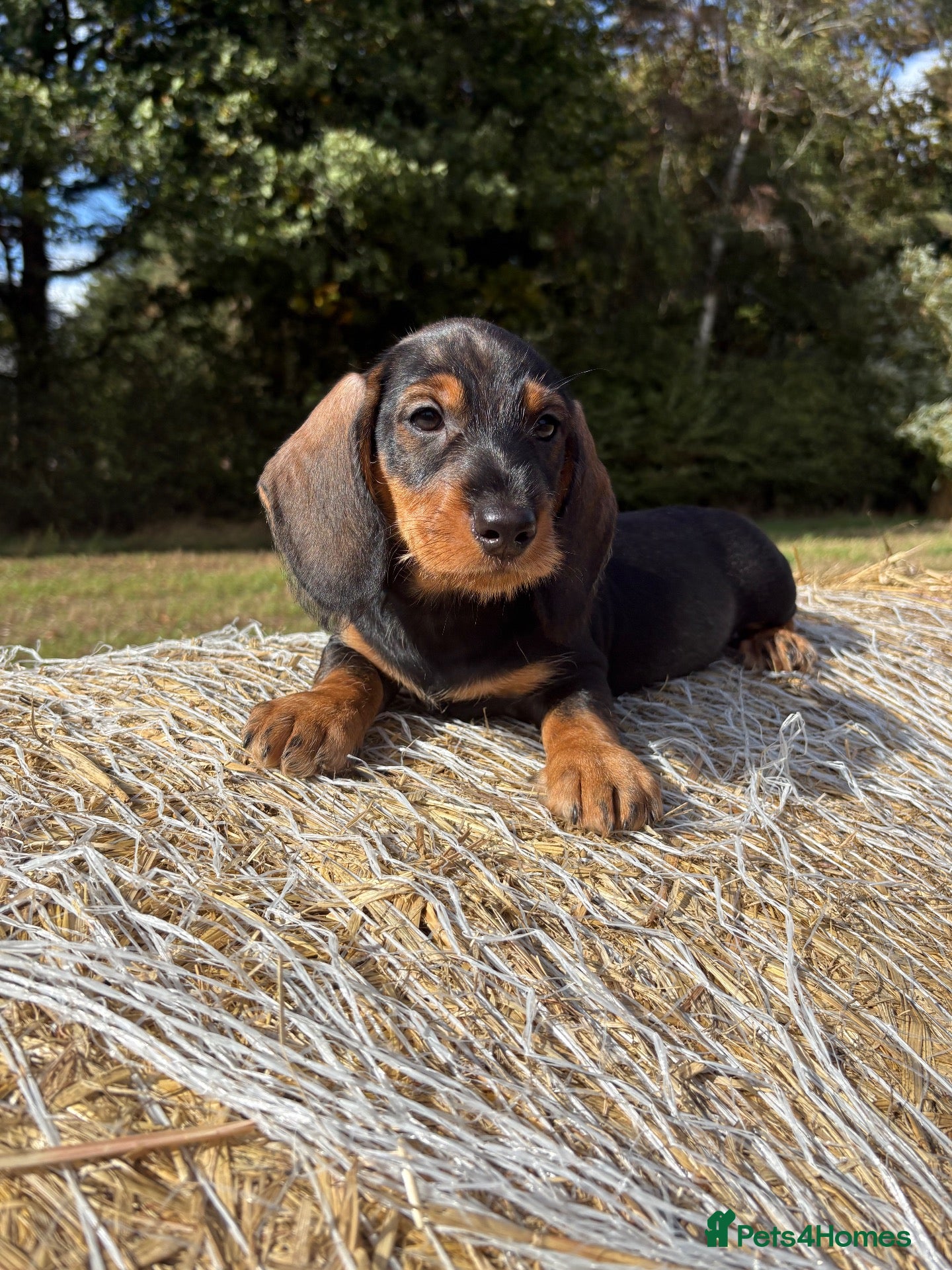 Dachshund dogs ✨Health tested KC standard dachshunds✨  - Advert 2