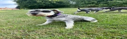 Miniature Schnauzer dogs for sale: KC Registered Miniature Schnauzers 🐶  - Advert 10