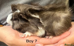 Guinea Pig rodents for sale: Baby guinea pigs for sale  in Winsford - Image 5