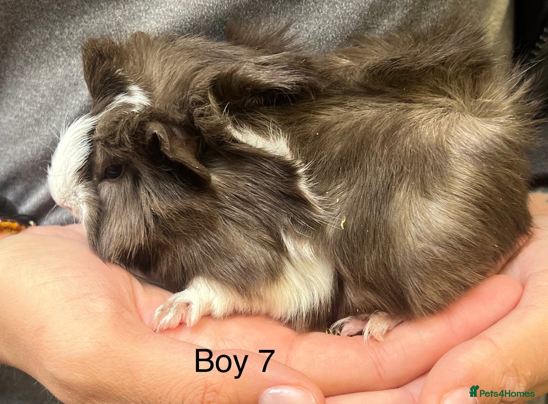Guinea Pig rodents for sale: Baby guinea pigs for sale  in Winsford - Image 5