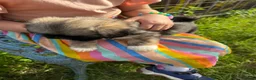 Mixed Breed dogs for sale: Shih Tzu cross Lhasa apso puppies in Great Yarmouth - Advert 13