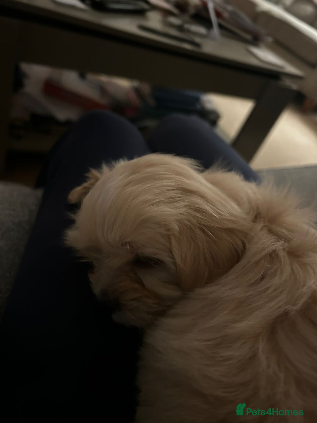 Lhasapoo dogs for sale: Lhasapoo for sale  - Advert 11