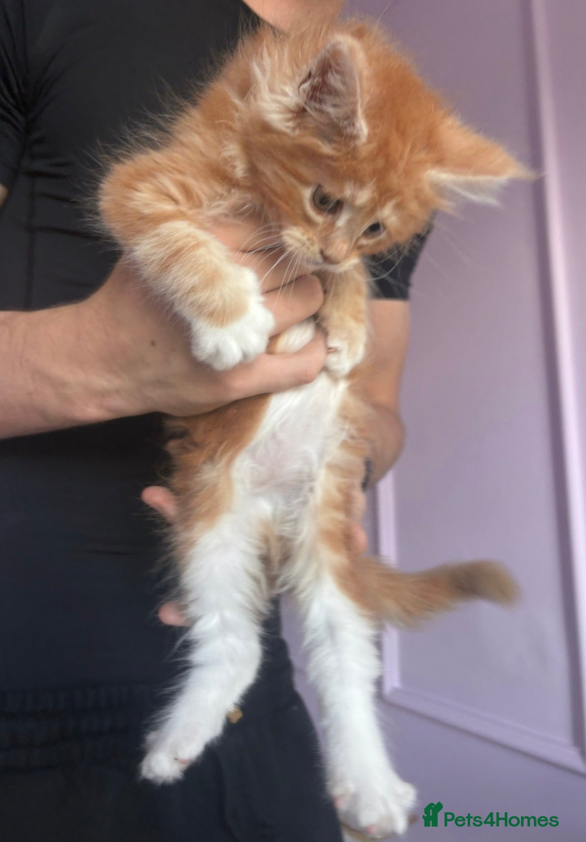 Maine Coon cats XL TICA REG CHUNKY ACTIVE BOYS READY END OCT - Advert 2