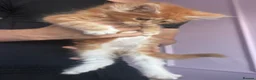 Maine Coon cats for sale: XL TICA REG CHUNKY ACTIVE BOYS READY END OCT - Advert 2
