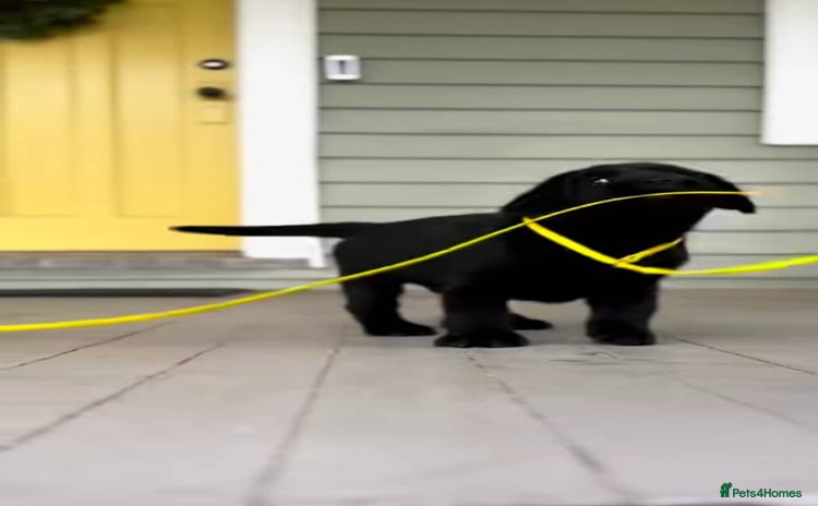 Labrador Retriever dogs - Advert 3