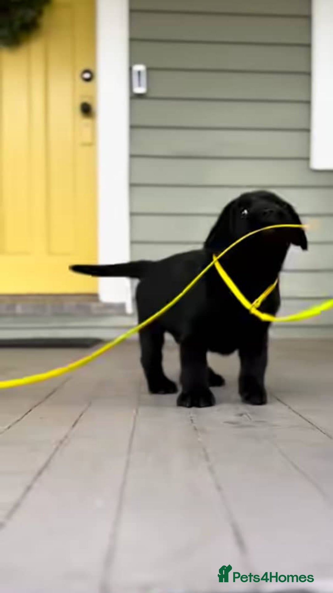 Labrador Retriever dogs for sale: !!Chunky Labrador Puppies - Image 1