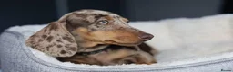 Miniature Dachshund dogs for sale: KC Miniature Dachshund puppies  - Advert 20