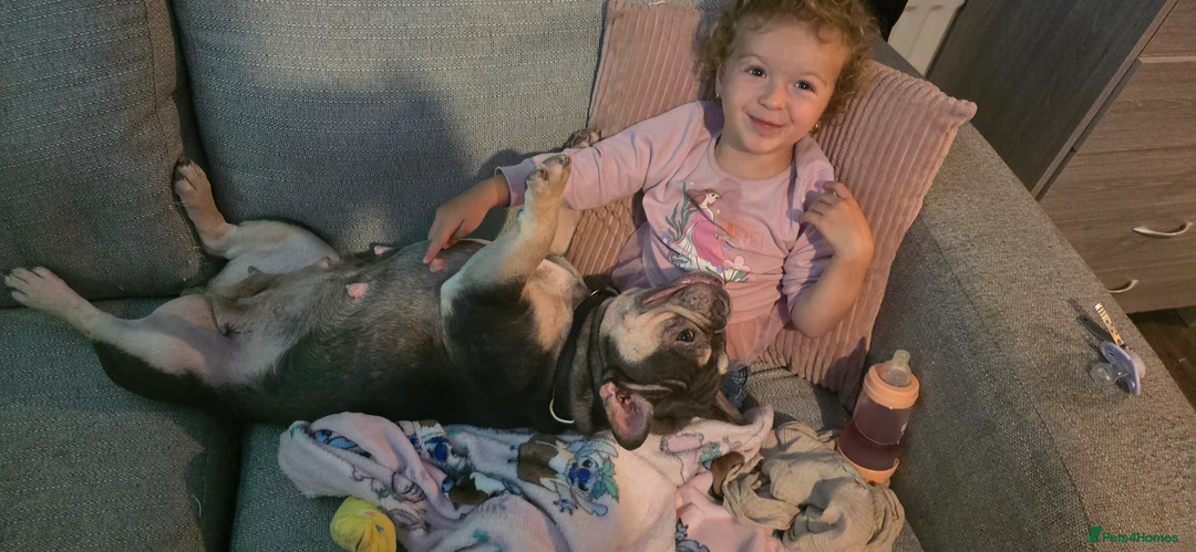 French Bulldog dogs for sale: French bulldog  - Advert 1