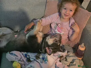 French Bulldog dogs French bulldog - Advert 6