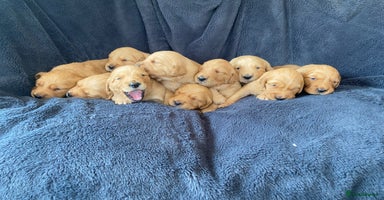 Golden Retriever dogs in Malton - Advert 8