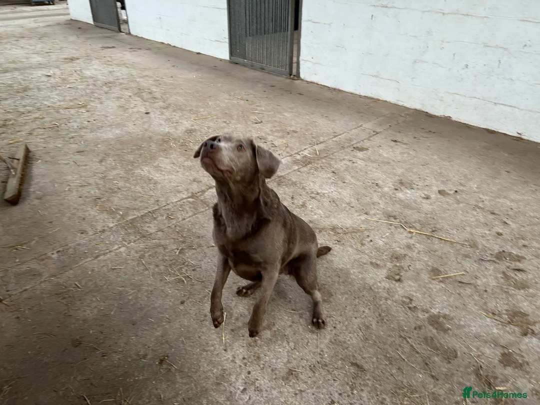 Labrador Retriever dogs for sale: Silver Labrador retriever - Advert 2