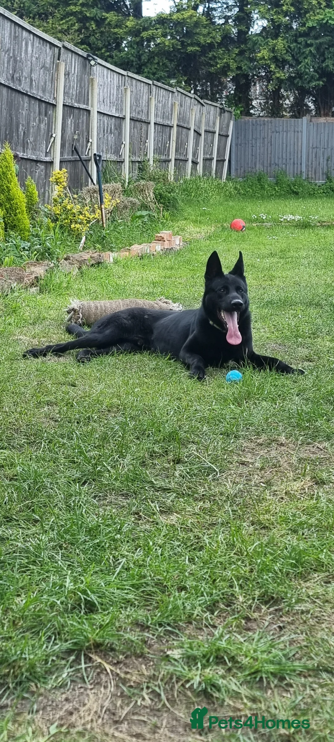 German Shepherd dogs for stud: PROVEN- BLACK-GERMAN SHEPHERD AVAILABLE FOR STUD in Walsall - Advert 7