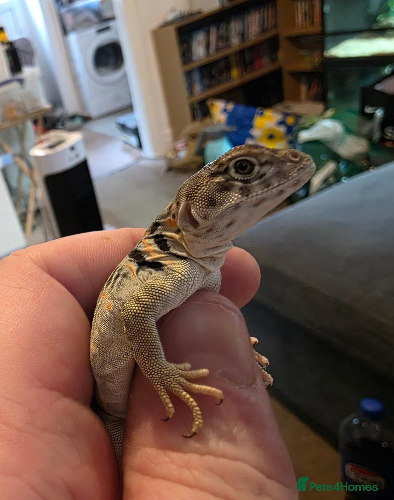Lizard reptiles CB26 Wichita Mountain Blue Collared Lizard  - Advert 2
