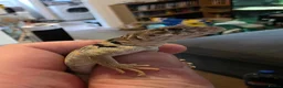 Lizard reptiles for sale: CB26 Wichita Mountain Blue Collared Lizard  - Advert 2