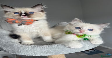 Ragdoll cats - Advert 9