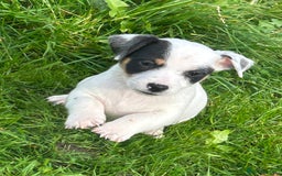 Jack Russell dogs for sale: Beautiful Mini Jack Russell Puppies  - Image 28