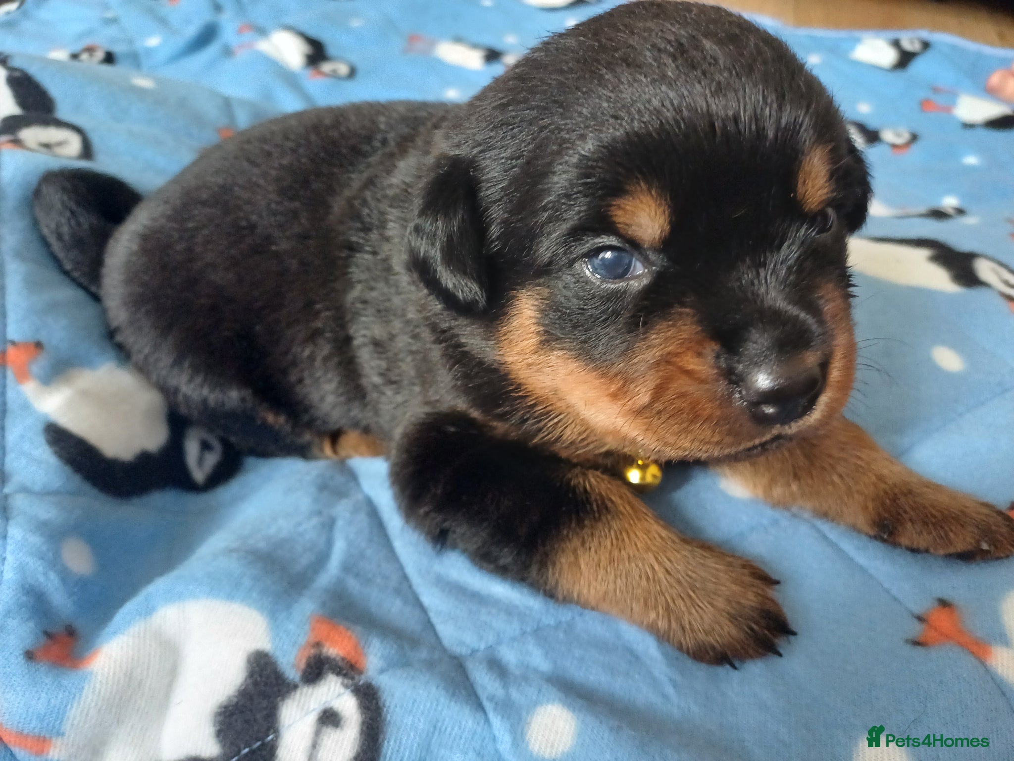 Rottweiler dogs 🐾 Beautiful Rottweiler Puppies 7 Boys & 1 Girl 🐾 - Advert 8